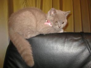 Британские котята в Минске!!!