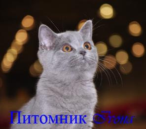 Продаются британские котята голубого и черного окрасов