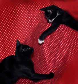Веселые,забавные котята ищут свой дом.