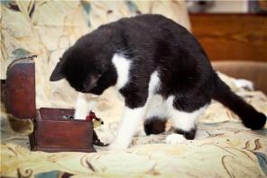 Красавец котяра Феликс хочет поселиться в Вашем доме!