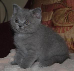 Элитные Британские котята