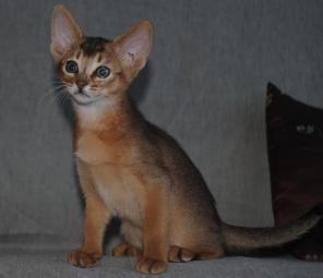 Абиссинские котята