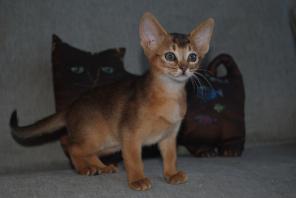 Абиссинские котята