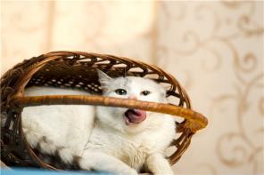 ЮЛЬКА