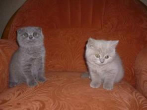 Продаются очаровательные плюшевые выслоухие котята