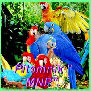 Волнистые попугаи, Неразлучники, Кореллы и др. птицы. Продаю крупные, средние, малые виды попугаев, канарейки. Клетки корм, минералы.