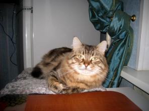 Сибирский котик