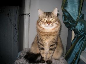 Сибирский котик