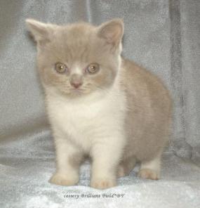 Cattery Brilliant Field*BY