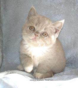 Cattery Brilliant Field*BY