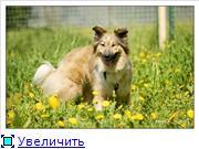 Деликатная и умная красавица с трудной судьбой – Шелли – ищет любящего хозяина, которому станет верным другом.