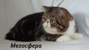 Великолепный экзот