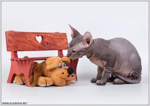 Донской сфинкс котята