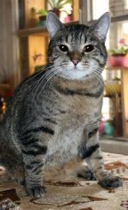 Зина. Кошке более 5 лет,