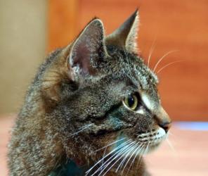 Зина. Кошке более 5 лет,