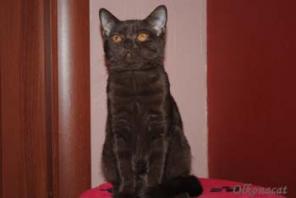 Котята-девочки шотландские прямоухие шоколадные.
