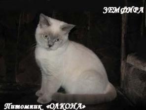 Кошечка шотландская прямоухая страйт окраса блю-поинт.