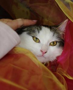 Лилун – котенок сибиряк с огромными глазами в добрые руки.