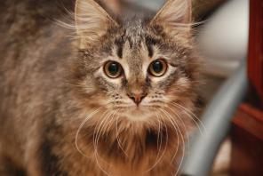 Котенок сибиряк ищет дом