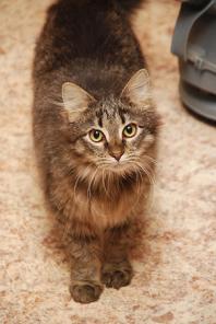 Котенок сибиряк ищет дом