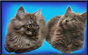 Сибирские котята гарантия здоровья и качества
