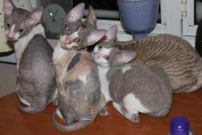 Корниш рекс, два котика и кошечка