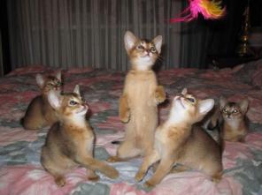 Абиссинские котята
