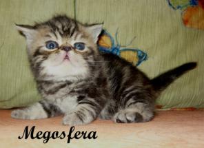 Персдские и плюшевые экзоты котята