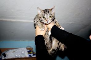Скромная, робкая, очаровательная котенок-девочка Глаша, 3,5 мес. в добрые руки!