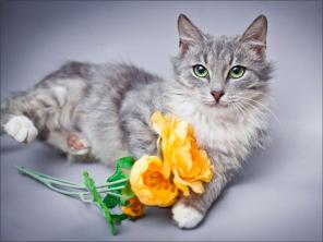 Кошка Эстелла - маленькая зеленоглазая звездочка, 5 мес. в подарок