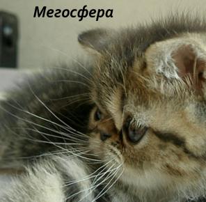Экзотические короткошерстные котята