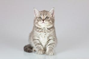 Британские короткошерстные котята
