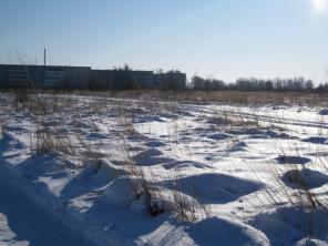 Продаются участки в пос.Виноградово в окружении соснового бора.