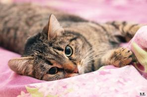 Весенняя кошечка Марта