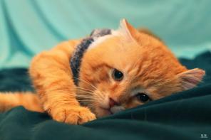 Брутальный кот Василий