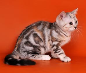 Шотландский котенок (девочка)