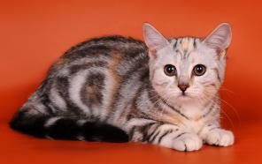 Шотландский котенок (девочка)