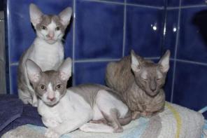 Котята корниш рекс