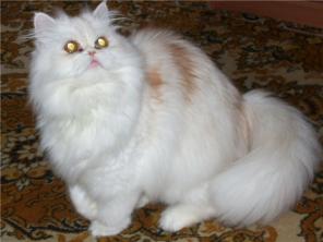 Не кошка - царевна! Отдам в дар молодую персидскую кошку.