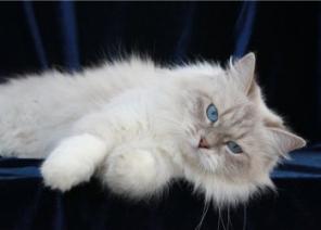 Невские маскарадные котята из питомника Формула Успеха.