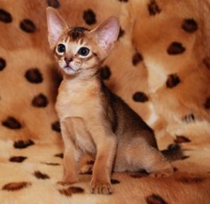 Абиссинские котята