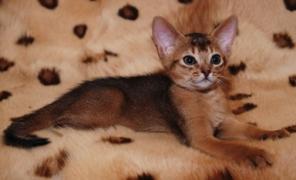 Абиссинские котята