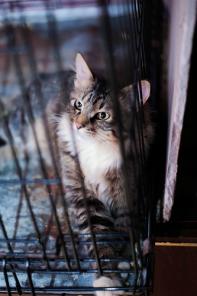 Молоденькая кошечка Марыся в дар
