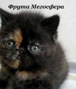 Плюшевая экзотическая кошечка