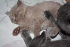 Британский котенок