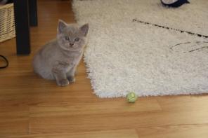 Британский котенок
