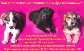 Очаровательные щеночки мечтают о своем доме