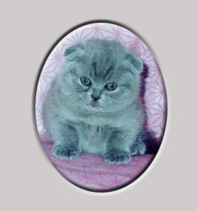 ВИСЛОУХИЕ КОТЯТА ( ДОСТАВКА ПО МОСКВЕ)