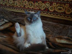 Вязка с красивым Бирманским котом