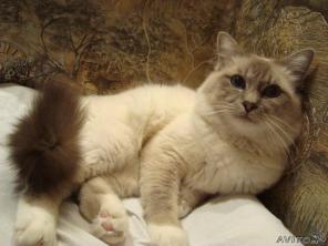Вязка с красивым Бирманским котом